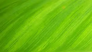 خلفيات خضراء